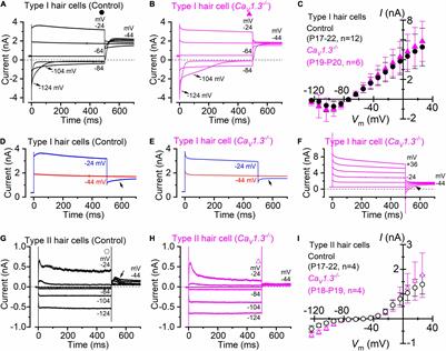 Current Response in CaV1.3–/– Mouse Vestibular and Cochlear Hair Cells